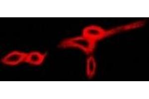 Immunofluorescent analysis of BPI staining in A549 cells. (BPI antibody)