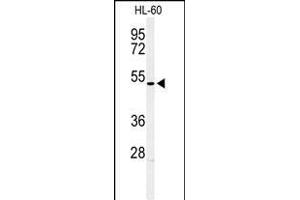 Western blot analysis of HOXA3 Antibody (C-term) (ABIN653846 and ABIN2843109) in HL-60 cell line lysates (35 μg/lane).