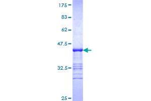 ISYNA1 Protein (AA 331-430) (GST tag)