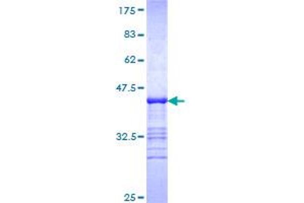 ISYNA1 Protein (AA 331-430) (GST tag)