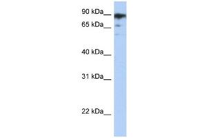 WB Suggested Anti-RBAK Antibody   Titration: 1.
