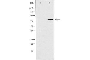 Western blot analysis of extracts from HeLa cells, using POLI antibody.