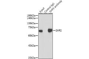 Immunoprecipitation analysis of 300 μg extracts of HeLa cells using 3 μg SHP2 antibody (ABIN7269704). (PTPN11 antibody)