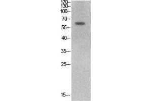 Western Blot (WB) analysis of HeLa cells using Ku-70 Polyclonal Antibody. (XRCC6 antibody  (Internal Region))