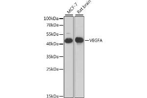 Western blot analysis of extracts of various cell lines, using VEGFA antibody. (VEGF antibody)