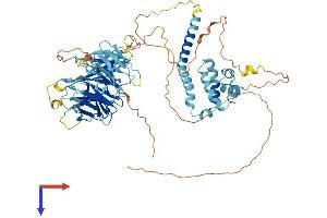 AlphaFold protein structure predicition of Human Recombinant WDR43 Protein, UniprotID Q15061