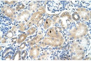 Rabbit Anti-MAT1A Antibody  Paraffin Embedded Tissue: Human Kidney Cellular Data: Epithelial cells of renal tubule Antibody Concentration: 4. (MAT1A antibody  (N-Term))