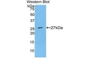 Detection of recombinant OPN using Polyclonal Antibody to Osteopontin (OPN) (Osteopontin antibody  (AA 7-232))