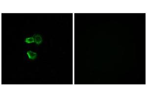 Immunofluorescence analysis of MCF-7 cells, using OR56B4 antibody. (OR56B4 antibody  (C-Term))
