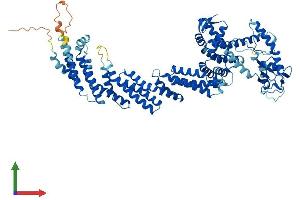 AlphaFold protein structure predicition of Mouse Recombinant Cul1 Protein, UniprotID Q9WTX6 (Cullin 1 Protein (CUL1) (AA 1-776) (His tag))