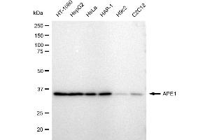 Western blotting analysis using APE1 antibody (ABIN7797636).