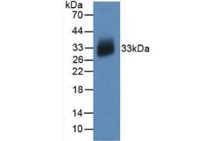 Western Blot; Sample: Recombinant IL12A, Human. (IL12A antibody  (AA 23-219))