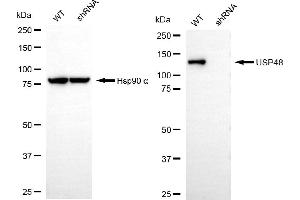 Western blotting analysis using USP48 antibody (ABIN7800736). (USP48 antibody)