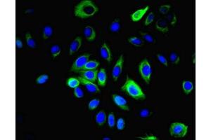 Immunofluorescent analysis of A549 cells using ABIN7158086 at dilution of 1:100 and Alexa Fluor 488-congugated AffiniPure Goat Anti-Rabbit IgG(H+L) (LRRN2 antibody  (AA 201-500))