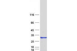 Validation with Western Blot (RGS16 Protein (Myc-DYKDDDDK Tag))