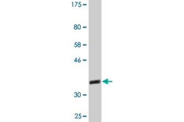 PELO antibody  (AA 291-385)