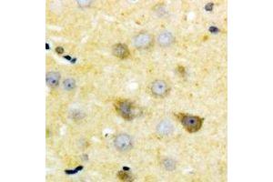 Immunohistochemical analysis of GDF7 staining in human brain formalin fixed paraffin embedded tissue section.