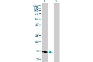 Western Blot analysis of PPP1R1C expression in transfected 293T cell line by PPP1R1C MaxPab polyclonal antibody. (PPP1R1C antibody  (AA 1-109))