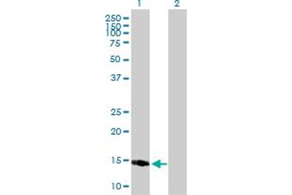 PPP1R1C 抗体  (AA 1-109)