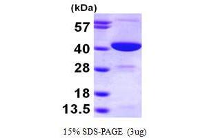 SDS-PAGE (SDS) image for Guanosine Monophosphate Reductase 2 (GMPR2) (AA 1-348) protein (His tag) (ABIN667817)