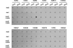 Dot-blot analysis of all sorts of methylation peptides using Asymmetric DiMethyl-Histone H3-R8 antibody (ABIN3017485, ABIN3017486, ABIN3017487 and ABIN6220109). (Histone 3 antibody  (H3R8me2))