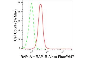 Flow cytometric analysis of RAP1A + RAP1B expression in HeLa cells using RAP1A + RAP1B antibody (ABIN7800133), 1:2,000). (Recombinant RAP1A + RAP1B antibody)