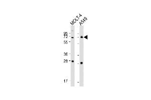 All lanes : Anti-NEIL3 Antibody (Center) at 1:1000-1:2000 dilution Lane 1: MOLT-4 whole cell lysate Lane 2: A549 whole cell lysate Lysates/proteins at 20 μg per lane. (NEIL3 antibody  (AA 292-320))