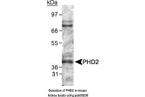 Image no. 2 for anti-Egl-9 Family Hypoxia Inducible Factor 1 (EGLN1) (AA 300-400) antibody (ABIN363514) (EGLN1 antibody  (AA 300-400))