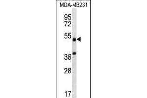 TRIM10 Antibody (C-term) (ABIN656628 and ABIN2845874) western blot analysis in MDA-M cell line lysates (35 μg/lane). (TRIM10 antibody  (C-Term))