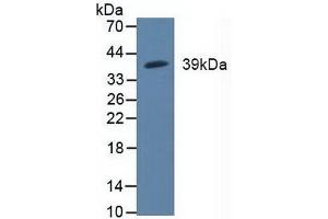 Figure. (MAP2K3 antibody  (AA 99-343))