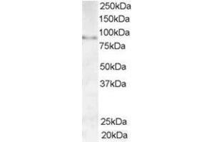 Image no. 1 for anti-A Kinase (PRKA) Anchor Protein 3 (AKAP3) (C-Term) antibody (ABIN374415)