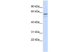 WB Suggested Anti-TRIM6 Antibody Titration:  0. (TRIM6 antibody  (N-Term))