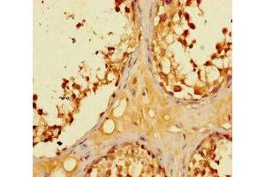 Immunohistochemistry of paraffin-embedded human testis tissue using ABIN7158595 at dilution of 1:100 (LYPD2 antibody  (AA 23-103))