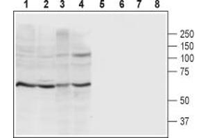 Western blot analysis of rat brain membrane (lanes 1 and 5), mouse brain membrane (lanes 2 and 6), C6 rat brain glioma cell line lysate (lanes 3 and 7) and SH-SY5Y human brain neuroblastoma cell line lysate (lanes 4 and 8):1-4.
