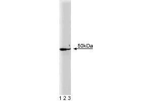 Western blot analysis of DEK on a Jurkat cell lysate. (DEK antibody  (AA 19-169))