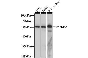 Western blot analysis of extracts of various cell lines, using IMPDH2 antibody (ABIN7267853) at 1:1000 dilution. (IMPDH2 antibody  (AA 215-514))