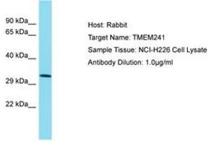 Image no. 1 for anti-Transmembrane Protein 241 (TMEM241) (AA 151-200) antibody (ABIN6750715) (TMEM241 antibody  (AA 151-200))