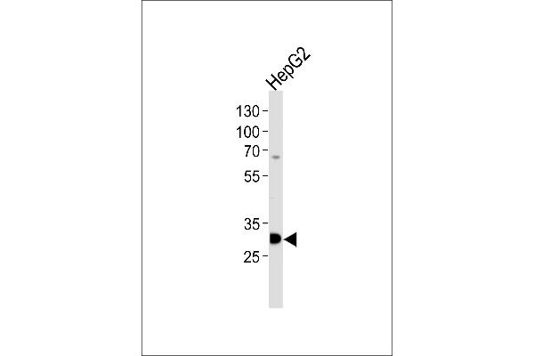 PSME2 antibody  (C-Term)