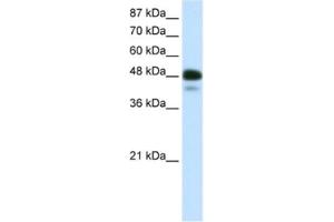 Western Blotting (WB) image for anti-Neurogenic Differentiation 2 (NEUROD2) antibody (ABIN2460361) (NEUROD2 antibody)