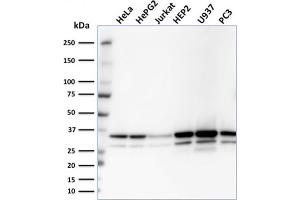 Western Blot Analysis of HeLa, HepG2, Jurkat, HEP2, U937, PC3 cell lysates using MDH1 Mouse Monoclonal Antibody (CPTC-MDH1-1). (MDH1 antibody)