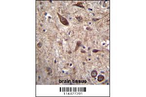 PTN Antibody immunohistochemistry analysis in formalin fixed and paraffin embedded human brain tissue followed by peroxidase conjugation of the secondary antibody and DAB staining.
