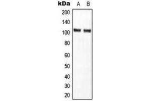 Western blot analysis of NF-kappaB p105 expression in HT29 (A), K562 (B) whole cell lysates. (NFKB1 antibody  (C-Term))