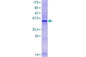 Calcium Channel Flower Domain Containing 1 (CACFD1) (AA 1-172) protein (GST tag)