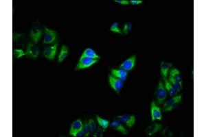 Immunofluorescence staining of Hela cells with ABIN7175577 at 1:200, counter-stained with DAPI. (CACNA2D1 antibody  (AA 577-717))