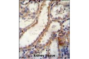 FKBP10 Antibody (C-term) B immunohistochemistry analysis in formalin fixed and paraffin embedded human kidney tissue followed by peroxidase conjugation of the secondary antibody and DAB staining. (FKBP10 antibody  (C-Term))