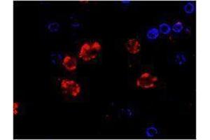 Immunofluorescence (IF) image for anti-CD14 (CD14) antibody (Alexa Fluor 647) (ABIN2657629) (CD14 antibody  (Alexa Fluor 647))