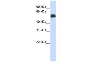 CEP55 antibody used at 1 ug/ml to detect target protein. (CEP55 antibody  (Middle Region))