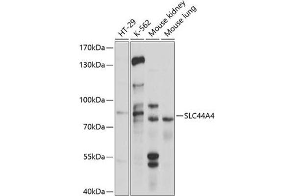 SLC44A4 抗体  (AA 65-215)