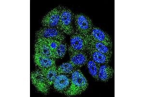 Confocal immunofluorescent analysis of ABL1 Antibody (Center) (ABIN392080 and ABIN2841840) with MCF-7 cell followed by Alexa Fluor 488-conjugated goat anti-rabbit lgG (green). (ABL1 antibody  (AA 741-769))