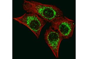 Fluorescent image of  cells stained with AIFM1 (N-term) antibody. (AIF antibody  (N-Term))